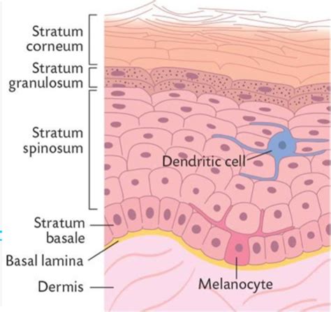 The Skin And Integumentary System Lec 15 Flashcards Quizlet