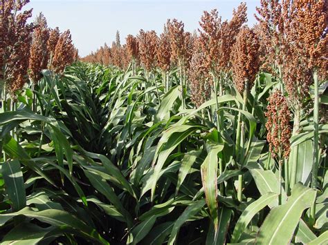 Grain Sorghum Planting Guidelines