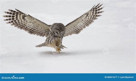 Barred Owl Landing