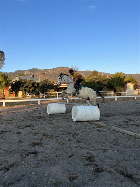 Caballo de Salto – Venta de Caballos