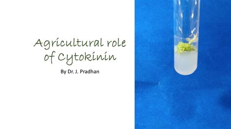 Agricultural Roles Of Cytokinin Youtube