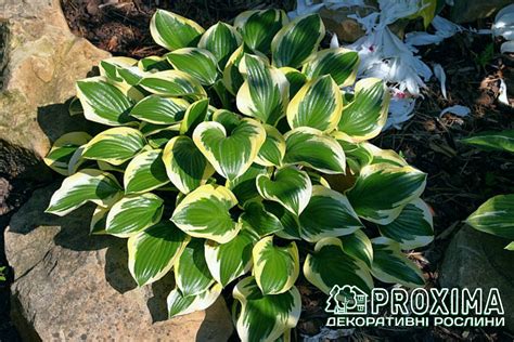Хоста гібридна Королева Жозефіна, Hosta hybrida Queen Josephine, ціна ...