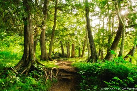 Enchanted Forest, Nature Photography, Fine Art Print, Magical Place ...