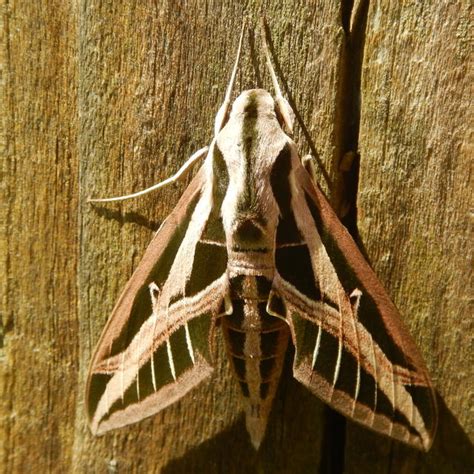 Banded Sphinx Eumorpha Fasciatus Sulzer 1776 Butterflies And Moths