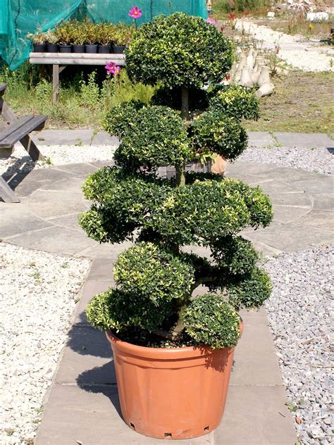 Ilex Crenata Kinme P Pini Res Le Lestin