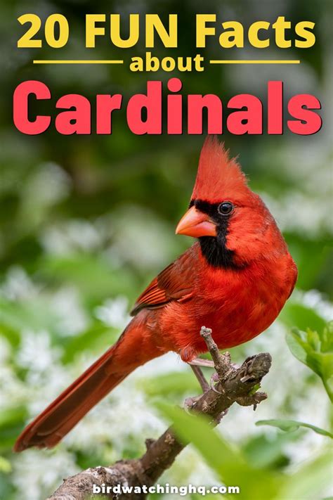 20 Fun And Interesting Facts About Cardinals 2024 Backyard Birds