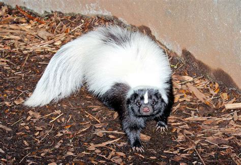 8 Fascinating Skunk Species