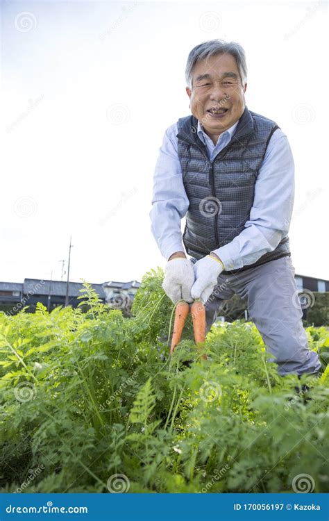 A Japanese Farmer Harvesting Carrot Stock Image Image Of Farmers