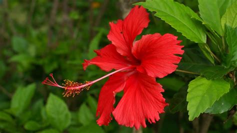 Scientific Name Hibiscus Flower Youtube