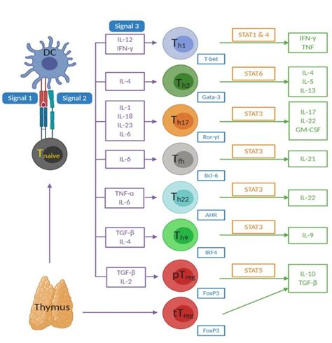 Differentiation Of Cd4 Effector T Cell Subsets Upon Engaging An