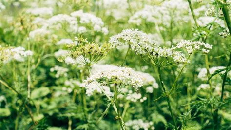 Medicinal Plants Uses By Indigenous Peoples Of The Great Plains Youtube