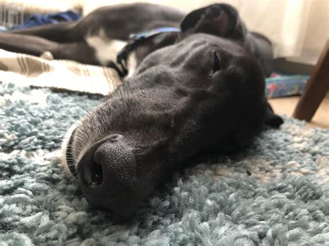 1139 best Snoring images on Pholder | Whats Wrong With Your Cat