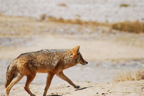 Desert coyote stock photo. Image of trot, hunt, profile - 6869040