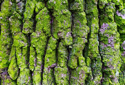 Tree Bark Covered With Moss Stock Image Image Of Timber Environment