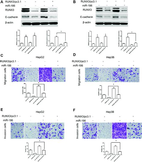 Mir Mimics Abrogated Runx Mediated E Cadherin Upregulation And Hcc