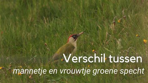 Herken Het Verschil Tussen Mannetje Vrouwtje En Juveniele Groene