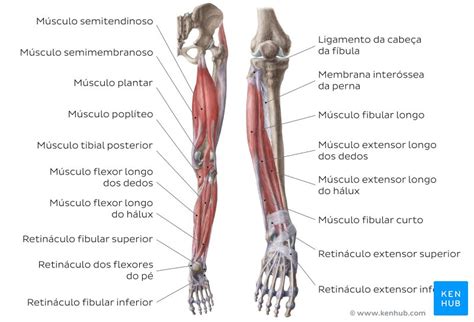 Parte Inferior Da Perna - Músculos da perna Saiba quais são e como fortalecêlos Growth Blog ...
