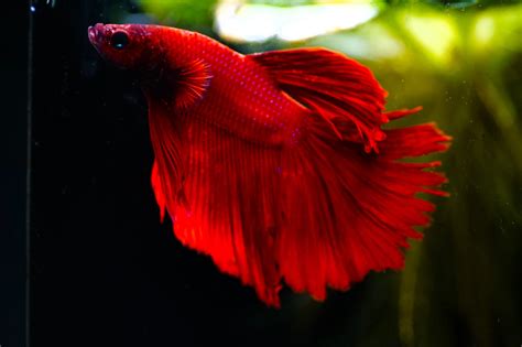 Betta Splendens Halfmoon Fishtopia Descubra A Emo O Do Jogo