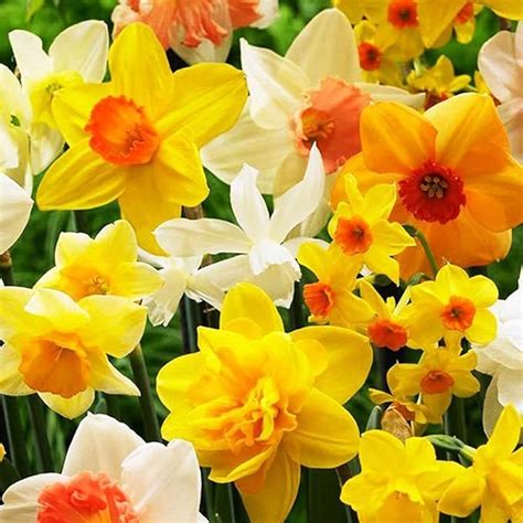 Lot De Bulbe Jonquille Fleurs Pour Jardin Narcisses Bulbes