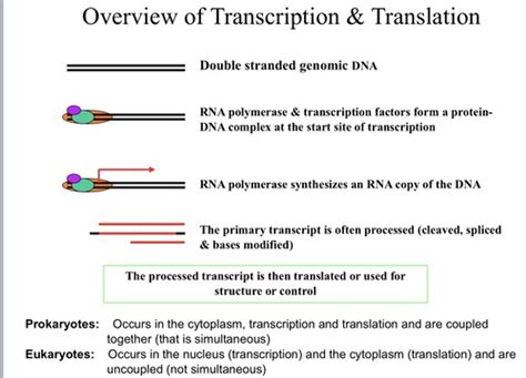 Transcription Translation Flashcards Quizlet