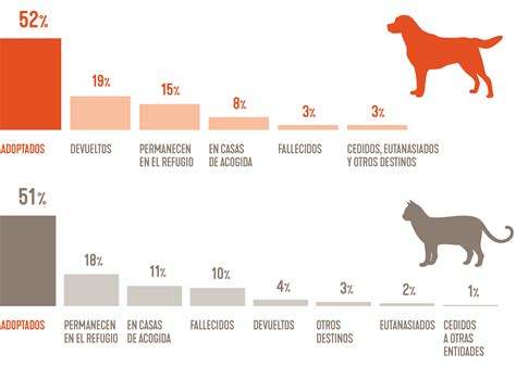 Las Cifras Del Abandono De Perros Y Gatos Aún Lejos De Descender