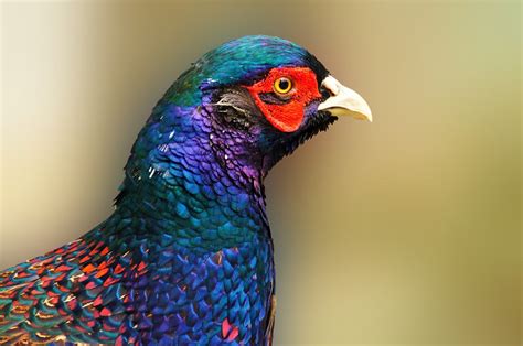 Green Pheasant The Green Pheasant Phasianus Versicolor A Flickr