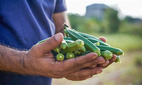 Qu Es La Okra Y Qu Propiedades Tiene Blog Ametller Origen