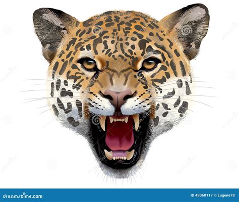 Leopard Head Illustration Stock Vector Image 49068117