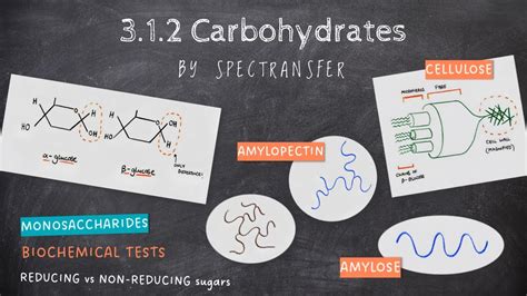 EASY REVISION AQA A Level Biology 3 1 2 Carbohydrates By SpecTransfer