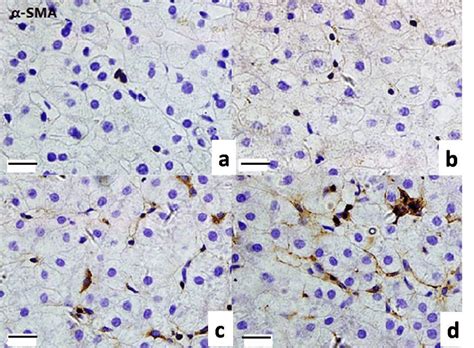 Representative Photomicrographs Of Immunohistochemical Finding Download Scientific Diagram