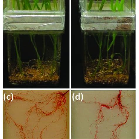 Wheat Plants Grew In Magenta Boxes A Control Treatment B Peg