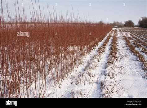 Cut And Uncut Willow Grown For Fencing And Basket Weaving With Snow