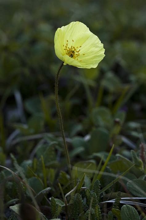 Arctic Poppy | Poppies, Puppy flowers, Plants