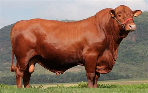 Red Brahman Sires Heritage Cattle Company Brahman Cattle Texas Artofit