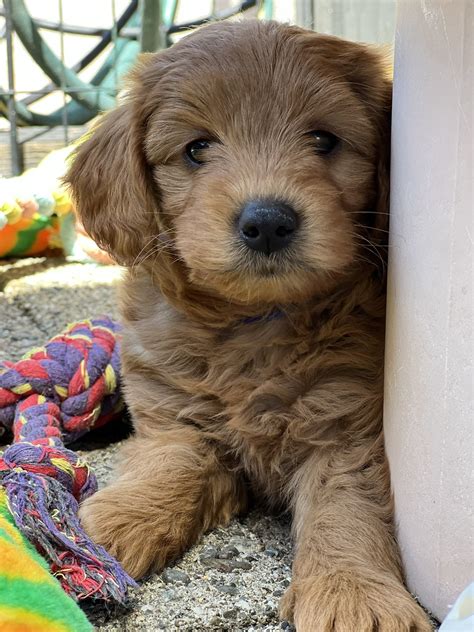 Meet & Greet, August 20th — Wine Country Goldendoodles