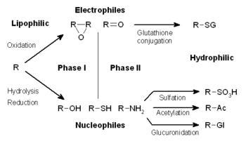 Phase I vs. Phase II Metabolism - Pharmacology - Medbullets Step 1