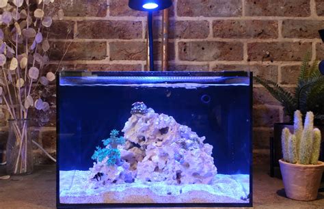 Youtube S Reef Dork Studio Nano Reef Aquarium Reef Casa