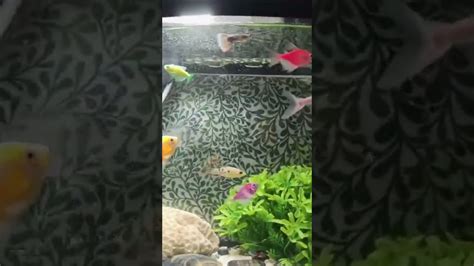 Colorful Fish 🐠🐟 Youtube