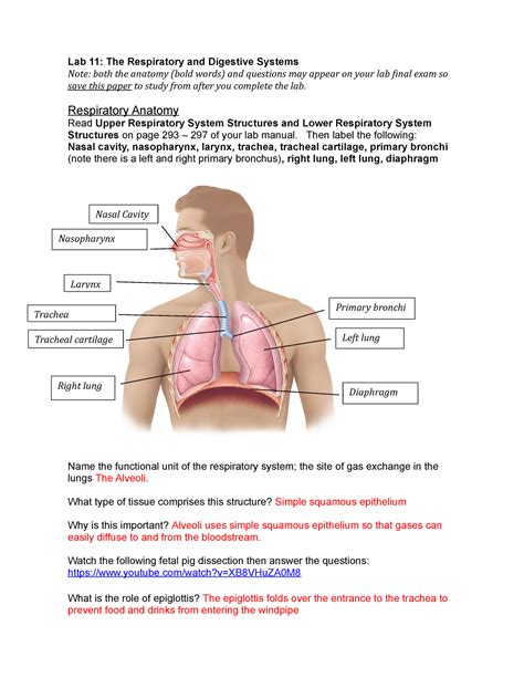 Respiratory And Digestive Lab Lp Lab 11 The Respiratory And Digestive Systems Note Both The