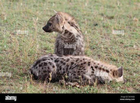 Familia de hienas fotografías e imágenes de alta resolución Alamy