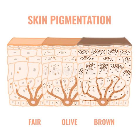 Human Skin Tone Pigmentation Diversity Infographic Diagram Stock