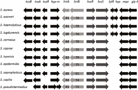 Schematic Representation Of The Genetic Organization Of Chromosomal Download Scientific Diagram