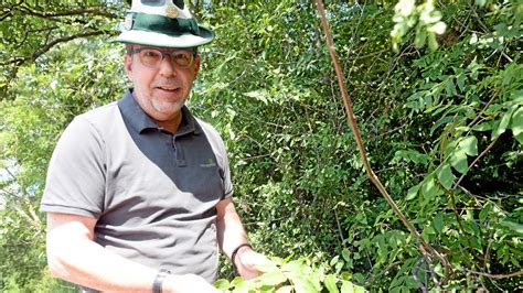 Thüringens Wälder leiden unter der Trockenheit nächste