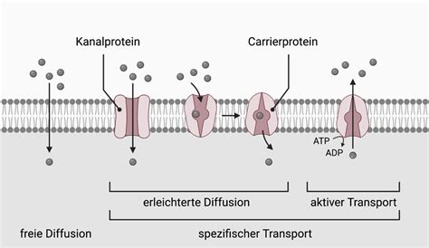 Membrantransport DocCheck