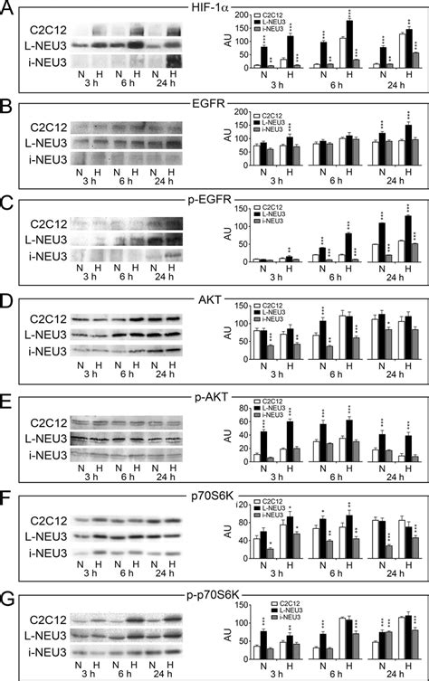 Analysis Of Egfr Mediated Signaling Pathway By Western Blotting Total