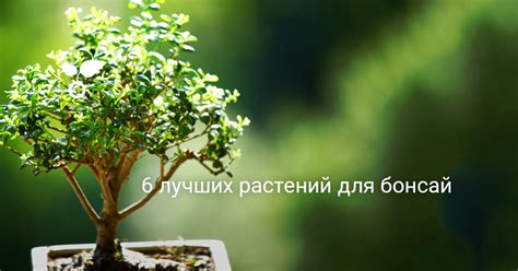 6 лучших растений для бонсай. Из чего вырастить бонсай? Список названий ...