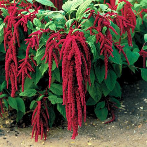 Amaranthus Caudatus Red Flowers Amaranthus Caudatus Red Premier