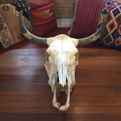 Large Decorative Cow Skull By Venicevintageparadis On Etsy