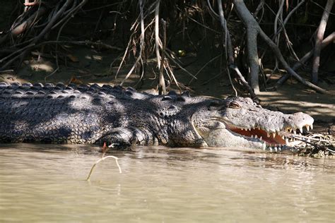 kakadu  jb caravan industry news