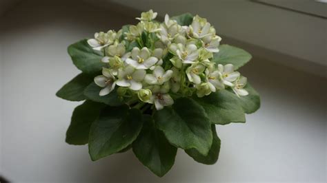 Фиалка Лягушонок Фото И Описание – Telegraph